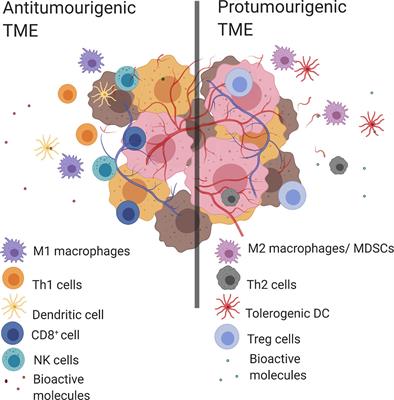 Frontiers | Tumor Associated Macrophages: Origin, Recruitment ...